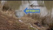 Otter in the pond on the Homestead! Not good! Farm Vlog 02-17-19