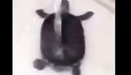 Turtle dancing meme