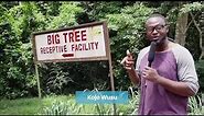 Biggest Tree in West Africa || Big Tree Ghana