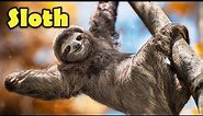 Interesting Facts about The Sloth for Kids!