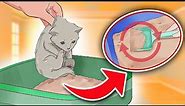 How To “LITTER TRAIN” Little Kittens In Simple 6 Steps [IT REALLY WORKS!!!]