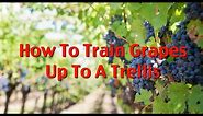How To Train First Year Grape Vines Pt.1: Up To Your Trellis