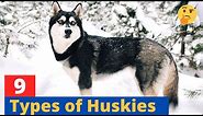 9 Types of Huskies: Which Husky would be suitable for you?
