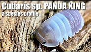 Cubaris sp. PANDA KING: A species profile of a truly incredible ISOPOD