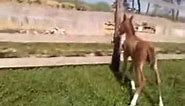 punokrvni arapski konji Pleternice-Habib1