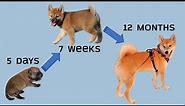 Shiba Inu from birth to 1 year | monthly development