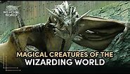 Magical Creatures of The Wizarding World | Discover Harry Potter Ep.9