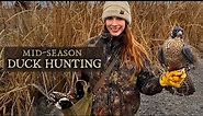 Falconry | Mid Season Duck Hunting with Peregrine Falcon