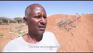 World Vision FMNR Project in Somaliland