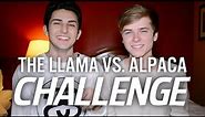 THE LLAMA VS. ALPACA CHALLENGE (with Luke Korns)