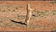 Black-tailed Prairie Dog Reintroduction