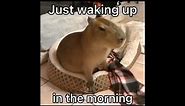 It was a good day - Capybara edition