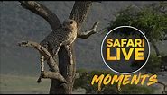 Kakenya the Cheetah Climbs A Tree