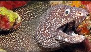 Facts: The Spotted Moray Eel