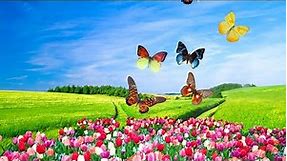Butterfly Beautiful Sceneries, Wallpapers For Mobile Phone @Nature Beautiful Wallpapers