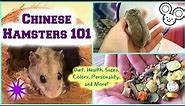 Chinese Hamsters 101