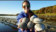 CLAMMING! CATCH CLEAN and COOK! Oyster Farm in Massachusetts!
