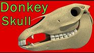 Donkey Skull