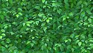 Hedge leaf texture LOOP TILE. This natural hedge 3D animation of leaves is loopable and tileable and