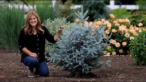 Planting the Most Beautiful Blue Spruce Trees! 🌲💙 // Garden Answer