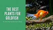 Best Plants For Goldfish - 7 That They Won't Destroy!