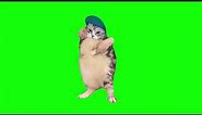 Cat Dances to Girlfriend - Green Screen