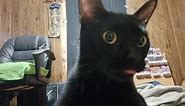 Cat Eats Flamin' Hot Cheetos (ASMR)