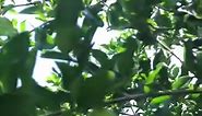 Mini apples 🍎 | Nueva Ecija Grafted fruit trees