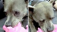 Rescued Pit Bull With Incredible Story Loves New Squeaky Toy
