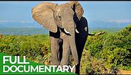 Wildlife | Episode 5: Elephants of Africa & Asia | Free Documentary Nature