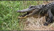 Alligator mother carrying her baby in the mouth