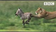 Lioness chases Zebra | Nature's Great Events - BBC One