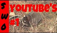 Full length coon trapping video THE FAST TRACK TO COON TRAPPING