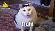 Huh Cat Meme Sound Variations in 60 seconds