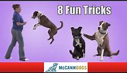 8 Fun Tricks You Can Teach Your Dog To Do