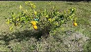 Rangpur lime tree with ripe fruit
