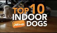 Top 10 Best Indoor Dogs