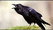 Raven ~ bird call ~ Learn The Sound A Raven Makes . Raven Sounds and Pictures