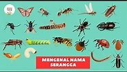 Belajar Mengenal Nama Nama Hewan Serangga Dalam Bahasa Indonesia dan Inggris | anak paud balita tk