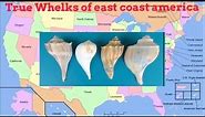 True whelks of east coast America knobbed whelk biology Atlantic sea shells
