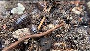 Pill bugs (Roly- poly)