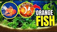 Here's 15 Orange Fish You Can Keep...