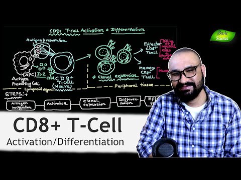 CD8+ T-Cell Activation and Differentiation | Immune System | T cells | Basic Science Series