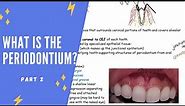 What is the periodontium? Part 2 (Gingiva, gingival margin, free gingiva, attached gingiva, etc.)