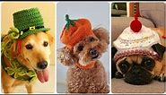 Crochet Hats for Dogs: A Fun and Easy Way to Keep Your Furry Friend Warm