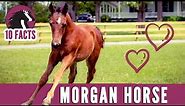 10 Fascinating Facts About The Morgan Horse
