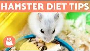 HAMSTER DIET AND FEEDING 🐹🥜 What do hamsters eat?