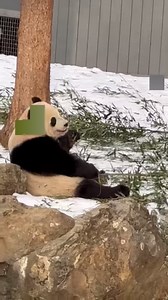 778K views · 14K reactions | Important Panda PSA: the DC Panda Cam is back up and running! https://nationalzoo.si.edu/webcams/panda-cam | Washingtonian | Facebook