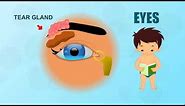 Eyes - Human Body Parts - Pre School - Animated Videos For Kids