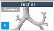 Trachea location and structure (preview) - Human Anatomy | Kenhub